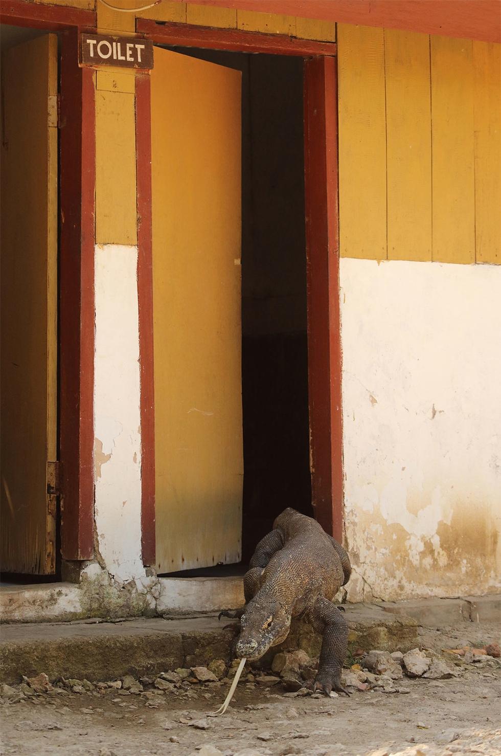 Автор Керолайн Таут